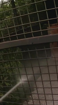 L'insaziabile milf mora prende due stalloni a bordo piscina