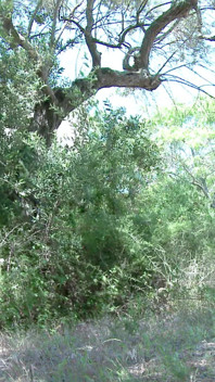 Tania Kiss: a Little Pee in Nature for the Young French Tania Kiss