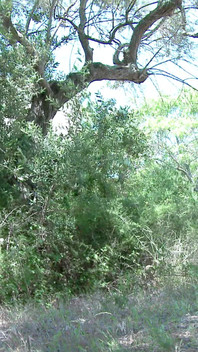 Tania Kiss: a Little Pee in Nature for the Young French Tania Kiss