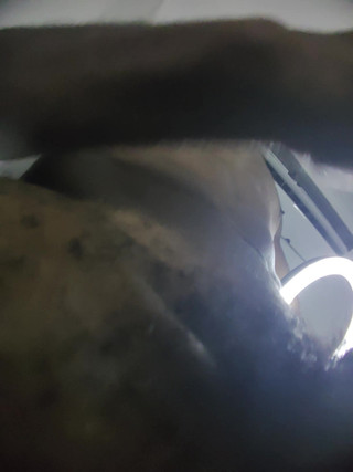 PABLO N3GROBAR: 시즌 4 - 커미 베어 POV 9