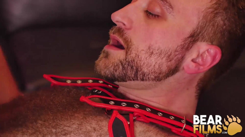 Bear Films: BEARFILMS Łysy brodaty niedźwiedź dominuje owłosiony dno gej