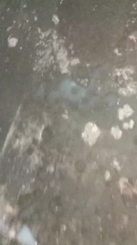 Indian Boy Black Dick Masturbate and Cum