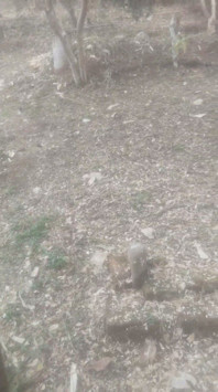 Santet