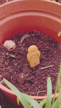 Una plaga en el jardín de la reina de las hadas