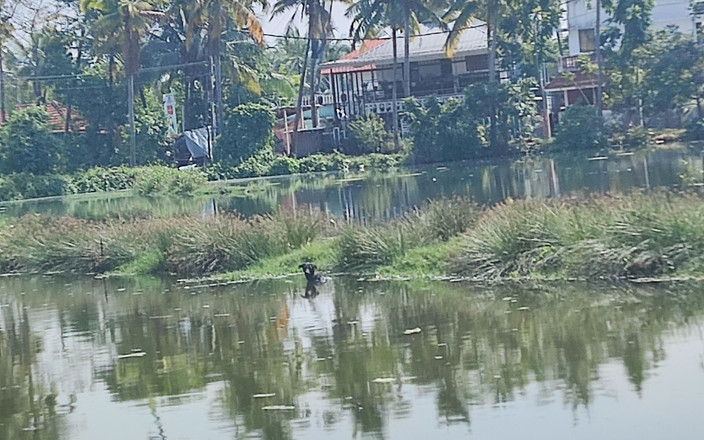 Big panis tie: ダシボーイ