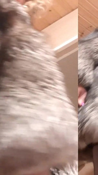 Transfurbitch matang dalam stoking dan silverfoxfurcoat