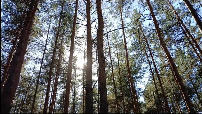 SexyAnka: Ormanda üvey oğluyla seks