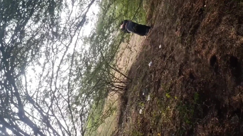 Desi village sex: Stepaunty Outdoor Village Sex