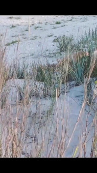 Couple Caught on Camera Having Sex on the Beach