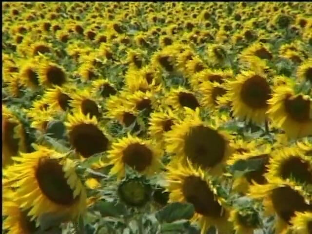My girlfriend: Gorgeous Blondes Plays in a Cornfield