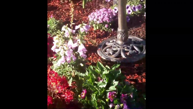 PornoJuice: Une fille fleur des temps modernes avec Kayla Kandy