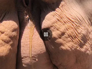 Cougar Drop Her Clothes and Yellow Piss Blows