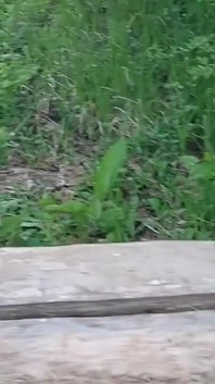 Wild Wife