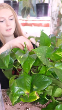 Mijando enquanto repotting