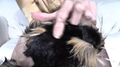 Lady Victoria Valente: Ejaculation Training: Sniffing and Cumming on a Fur Scarf, Lady...