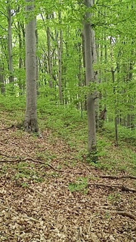 I Chase Him Through the Leaves