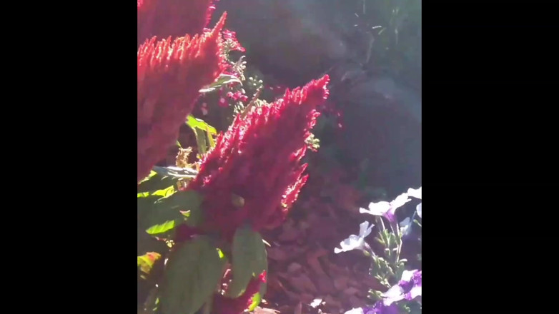 PornoJuice: Ragazza floreale dei giorni moderni con protagonista kayla kandy