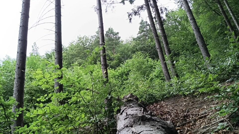 kickerscooter: Back at the Scene Rough Forest Fap with Massive