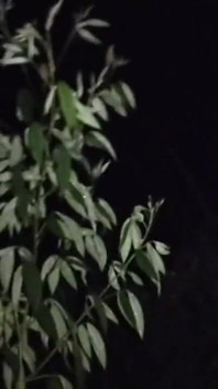 Caldo sesso bhabi notturno all'aperto