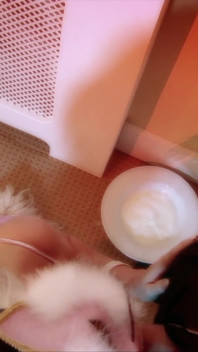 Catlicks volume 1