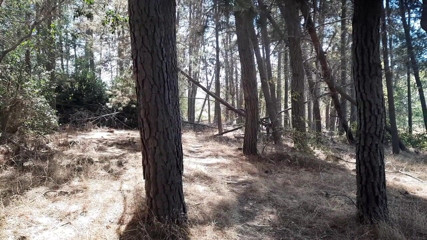 Riderqueen: Stepmommy ass worship outdoors forest