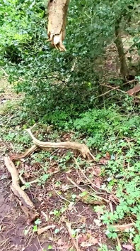 Von einem fremden im wald auf kein Empfängnis vollgespritzt