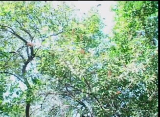 American Idol X: Hairy pussy licking fucking fingering in the garden