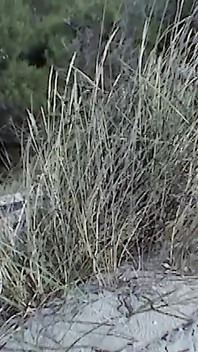Adolecenta Sabrina Se Arată Dezvăluind Pe Plaja Nudistă