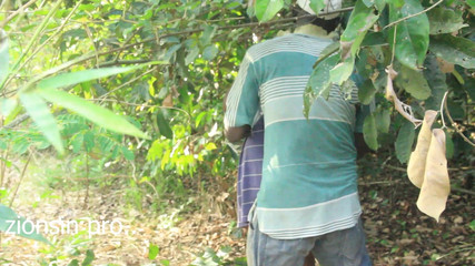 Zion: Şanslı çiftçi bu iki sikişi çiftliğinde yakaladı ve zenci kızı tazminat için...