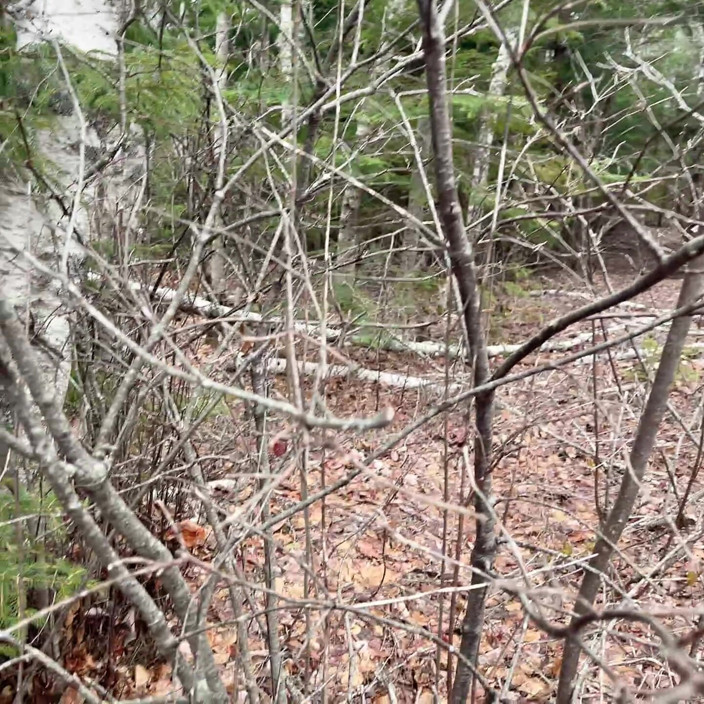 sweethanajapanese: Orina Sexy En El Bosque Tan Genial