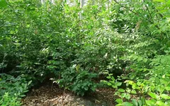 Sister-in-law Got Fucked in the Jungle