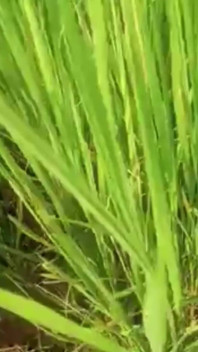 Green garden volles sexvideo hasinabegum1234