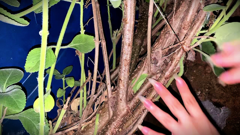 Goddess Li: Claws That Like to Scratch