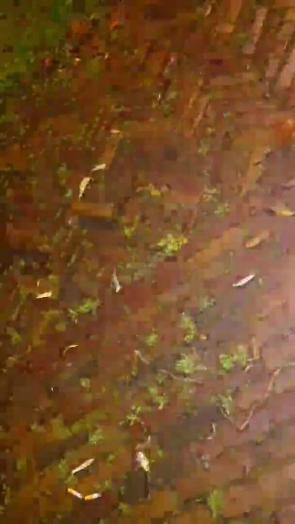 Slutboyben: Slutboyben Cam4 Brainfukked Outdoor Pig Iii Ekshibicjonista