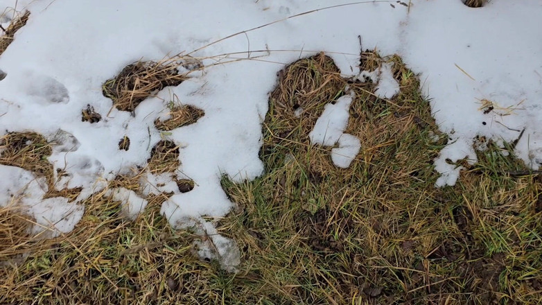Alpha pee king: Trochu riskantní močení - POV venkovní čůrání muže během přírodní procházky