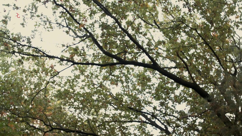 Inquisition and prison world: Şiddetli peri - tatlı bir orman perisi cadı olarak sorgulamak için...