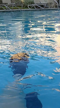 Die Große Schönheit Der Krankenschwester Vicki Zeigt Ihre Wasserschuhe Und
