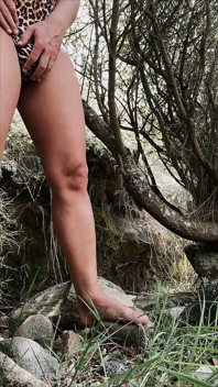 Perrita Salvaje En El Bosque