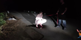 Toilet Mommy: Leashed submissive wife pee on the road
