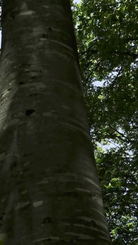 Mesmeriza 23 01 Mov Cinema Clip