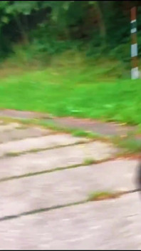Walk Through the Park a Day