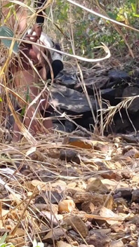 Me Follé a Mi Vieja Novia En El Bosque