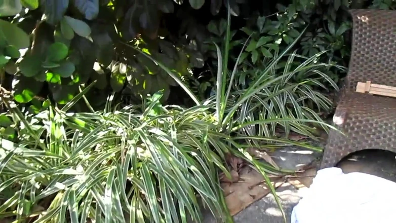 Mr hairy gardener: Garden Tour Pt 1