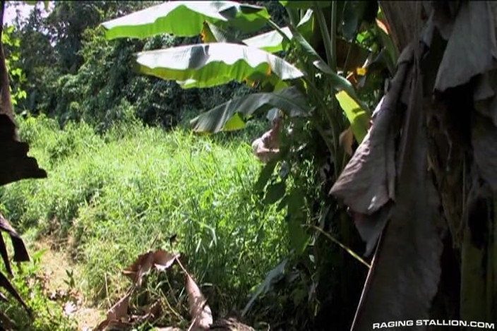 Raging Stallion: Lords of the Jungle