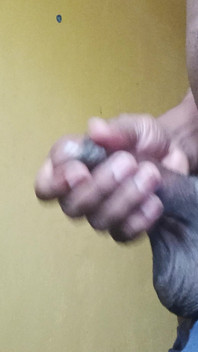 Heißer penis, junge