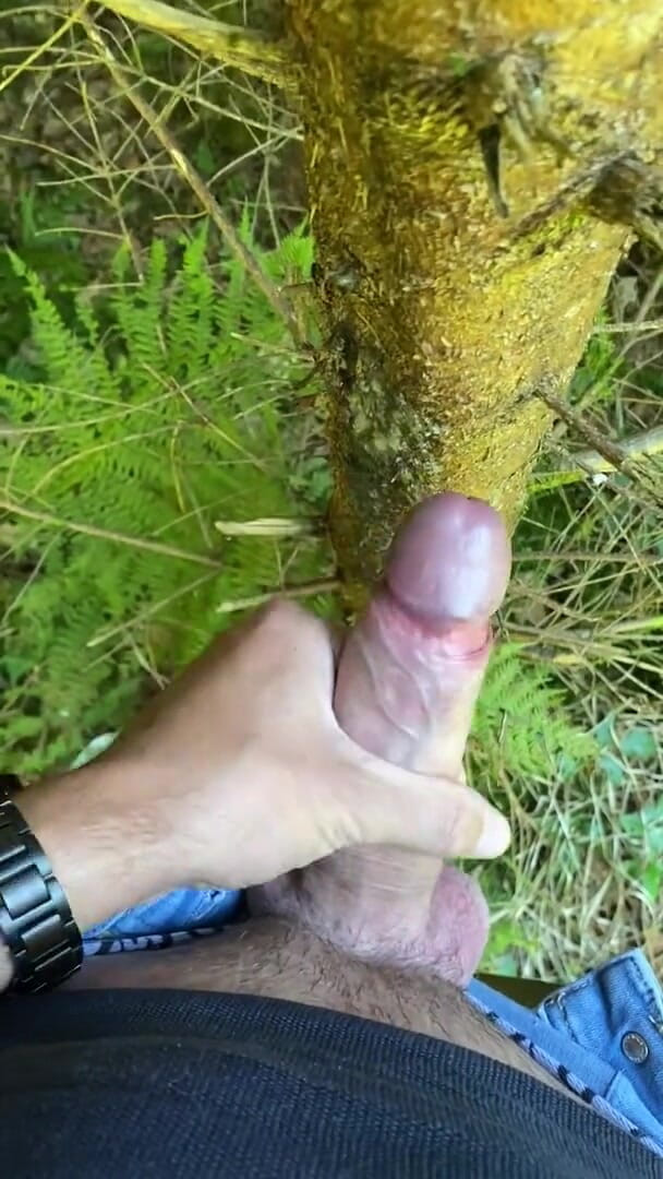 Zaharia: Labă în pădure 2