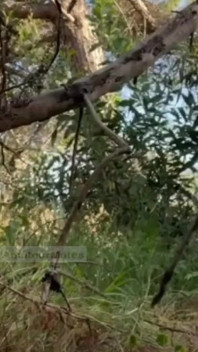Băiat amator sexy suge și linge curul în pădure