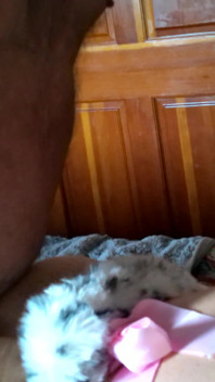 Das kätzchen dogging