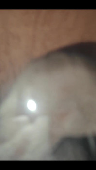 749771317682647040.mp4