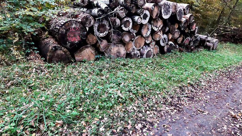 Bouncy Tits Action: 在森林里被殴打的裸体阴道